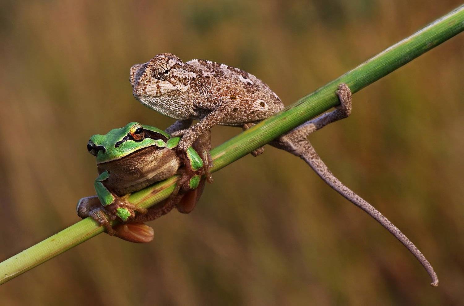 animal, nature, macro, frog, chameleon, friendship, selfie, Savas Sener