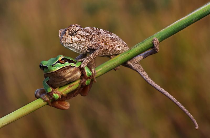 animal, nature, macro, frog, chameleon, friendship, selfie Selfie фото превью