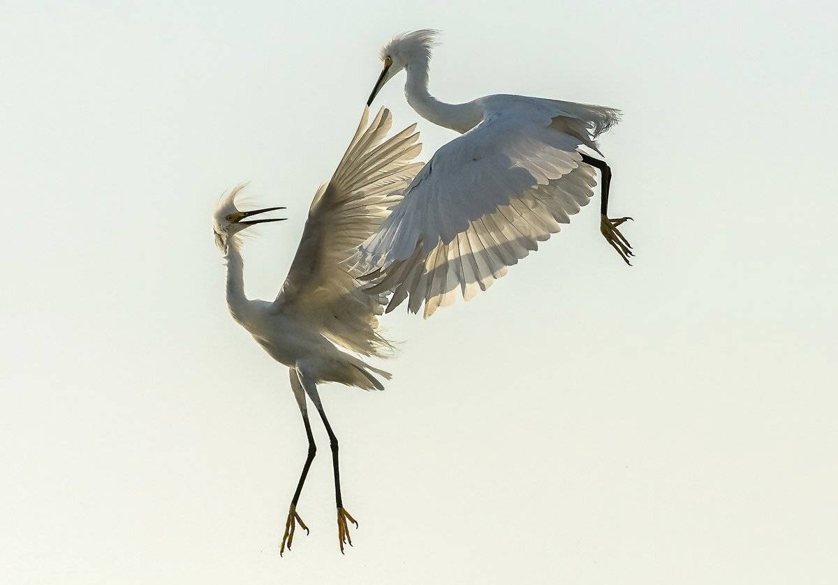 разборки, Александр Маркелов