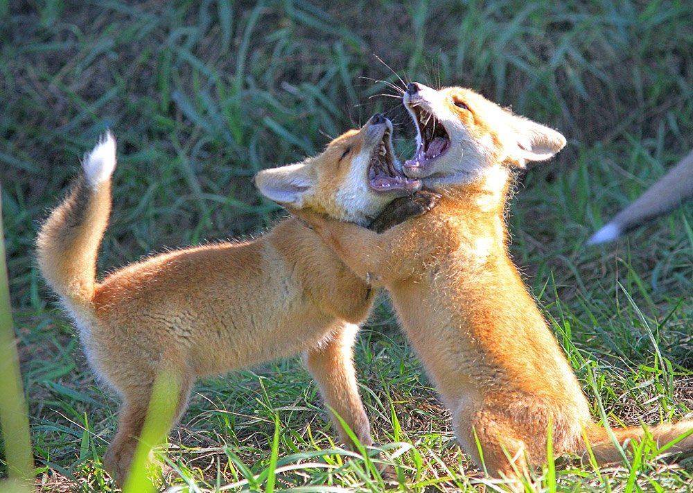 лисята,лосиный остров,, Михаил Крюков