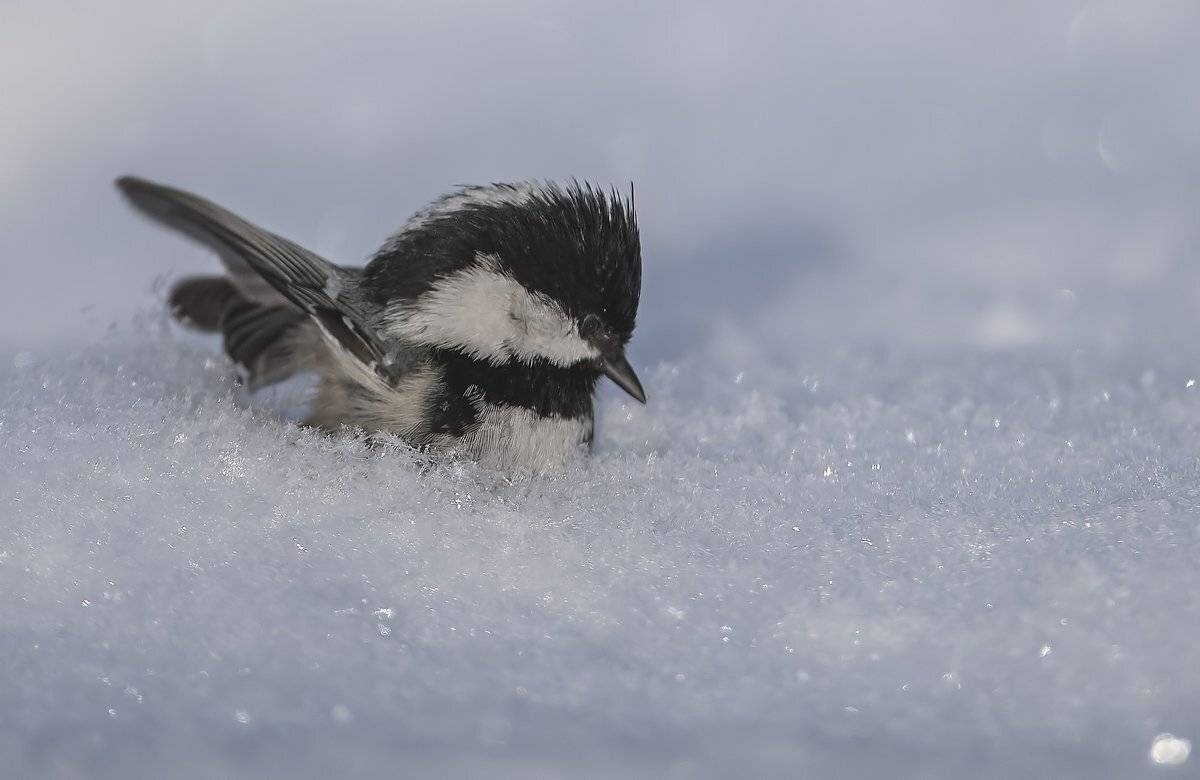 продавец, Александр Маркелов
