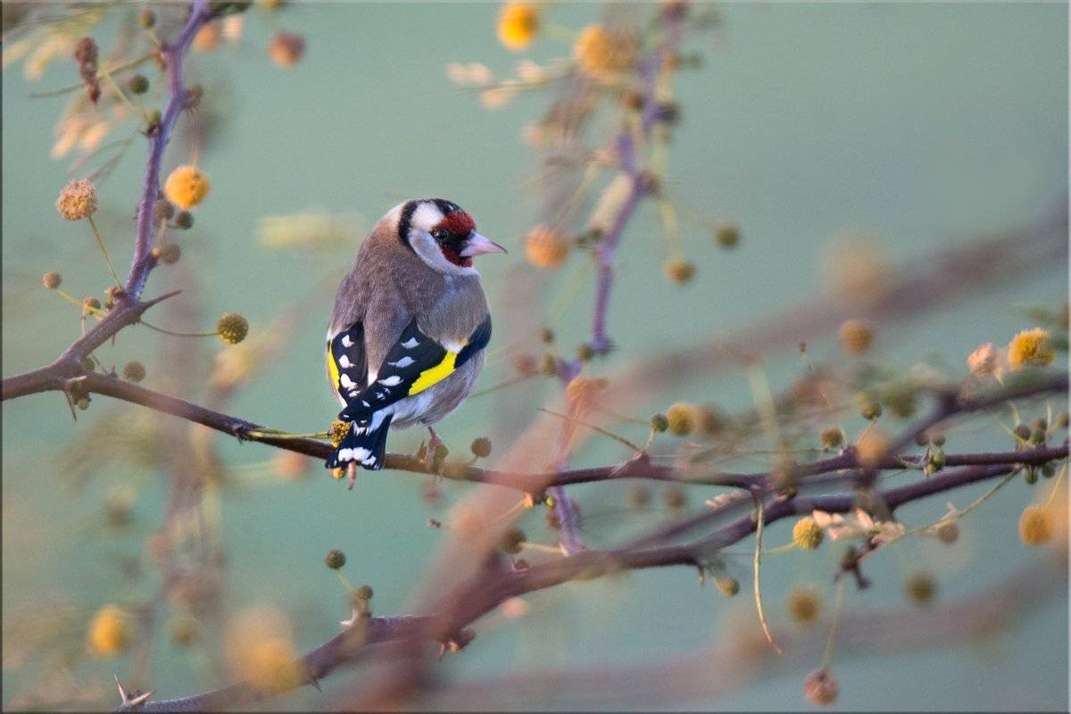 щегол, февраль, утро, Людмила Бекман