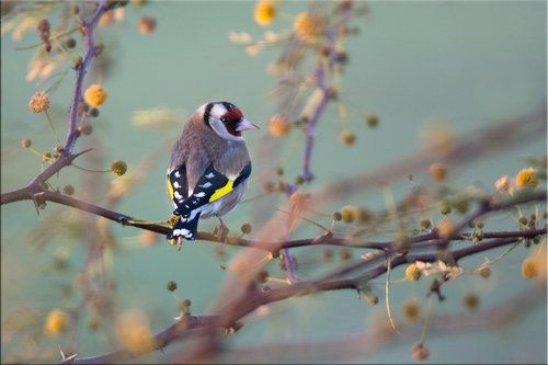 Февраль. Предчувствие весны