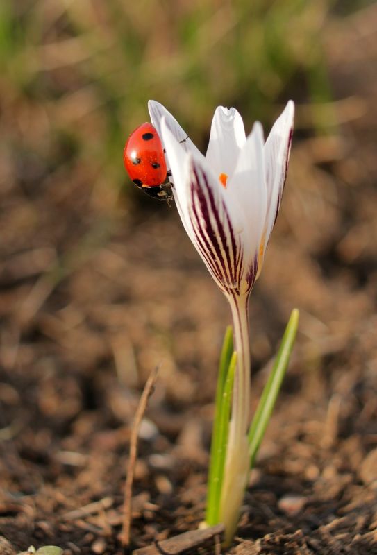 Шафран сетчатый.(лат. Crócus reticulátus) фото превью