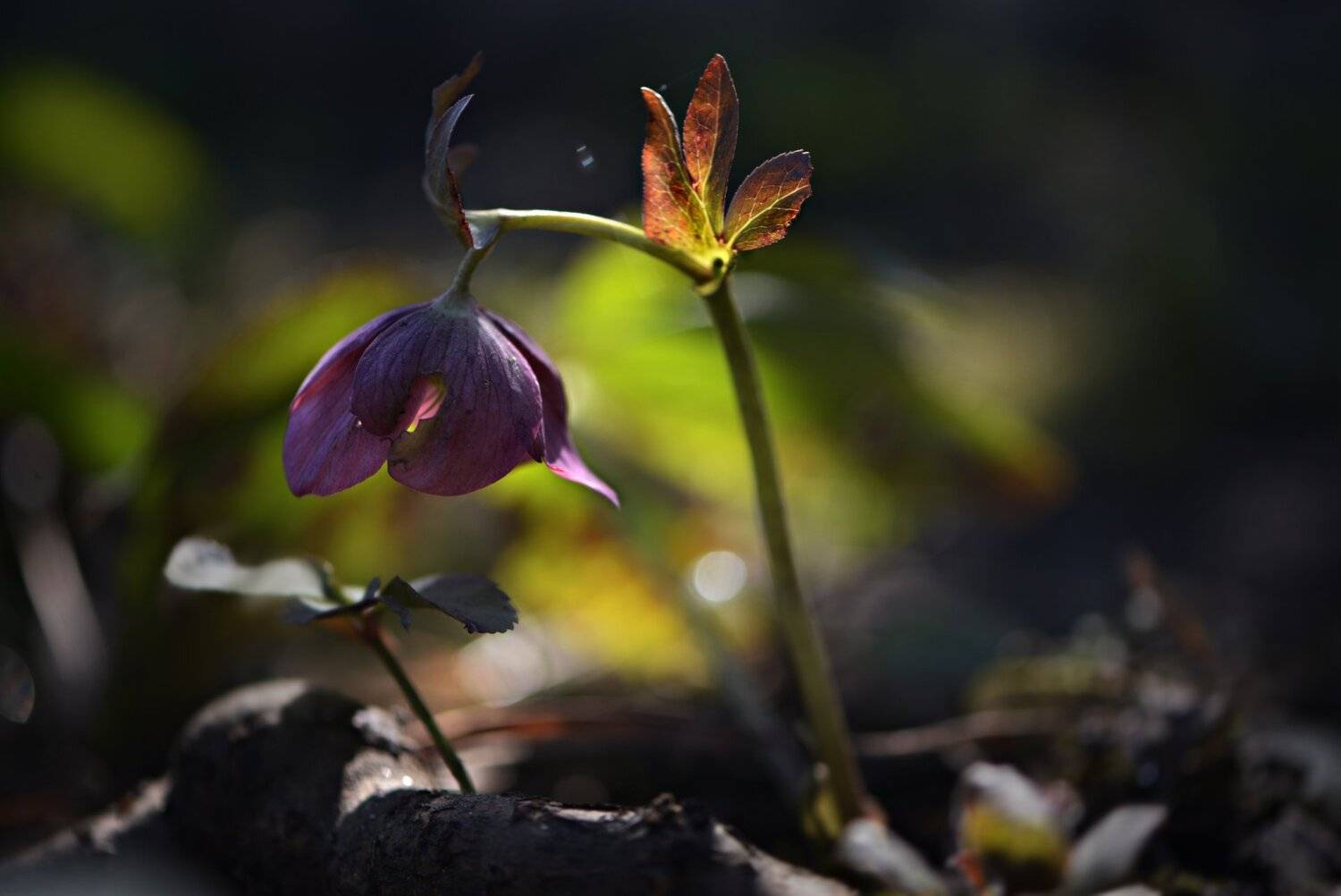 природа, макро, весна, цветы, морозник, Неля Рачкова