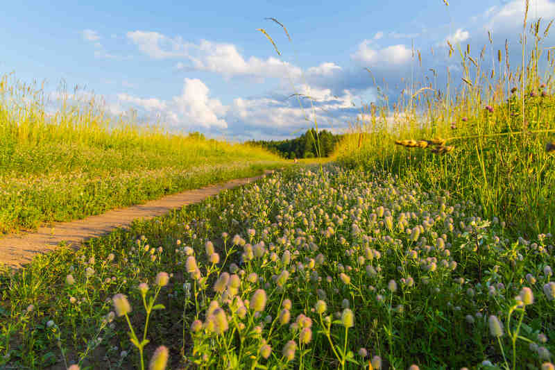 Русское поле фото превью