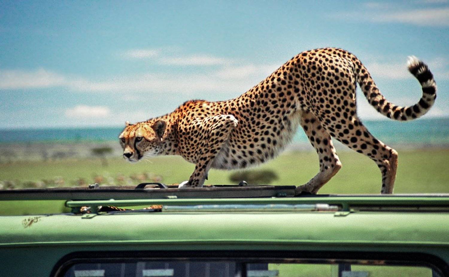 cheetah, Родислав Дрибен