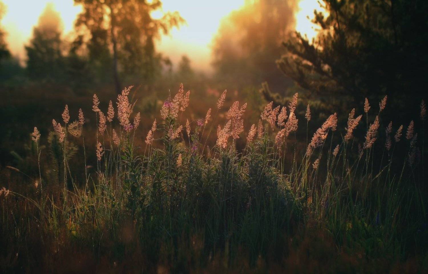 , Андрей Дитковский
