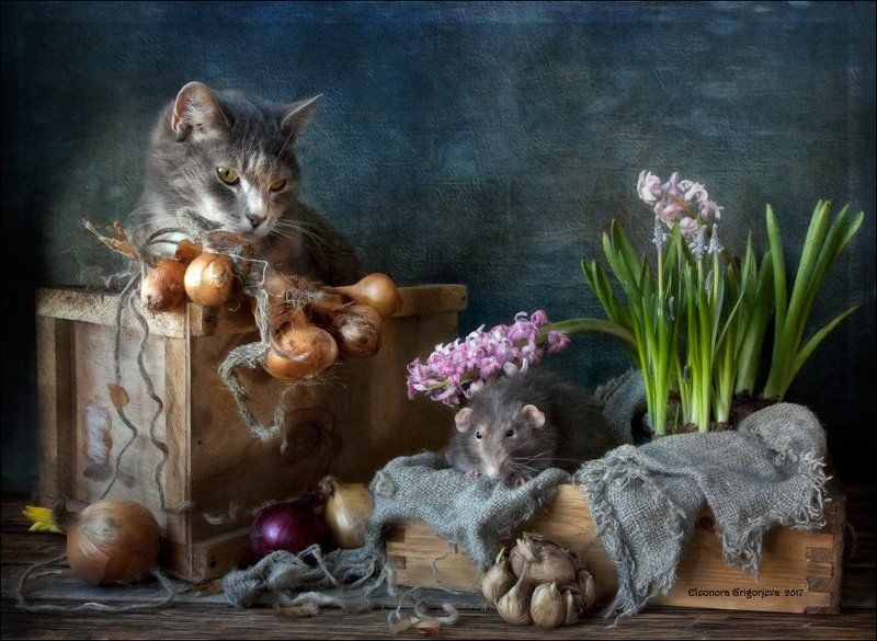 крысиные истории, натюрморт, натюркотики, rats\'n\'cats, весна, лук, гиацинт, мускари, кошка, крыса-дамбо Когда весна придёт, не знаю... фото превью