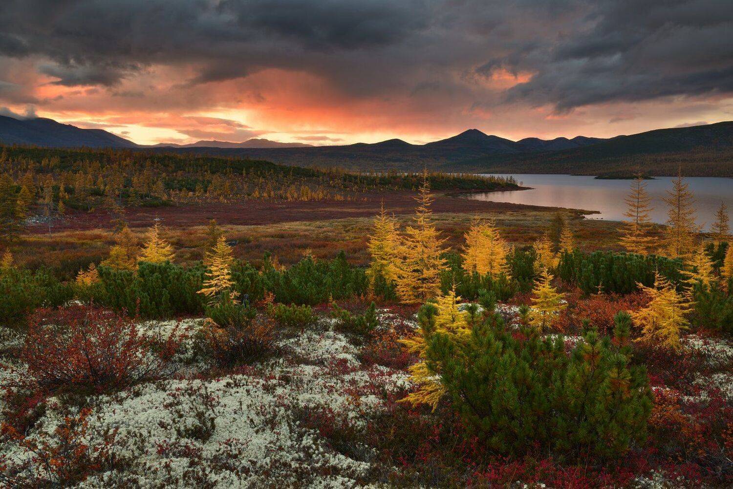 , Максим Евдокимов ( www.wildphotorus.ru )