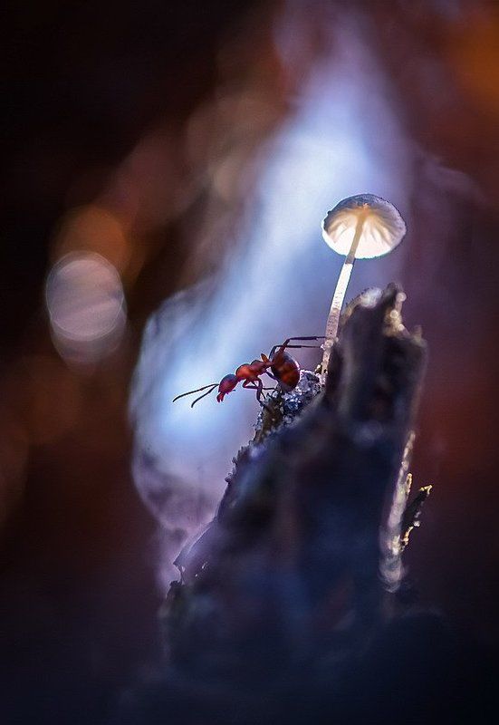 Дозорный фото превью