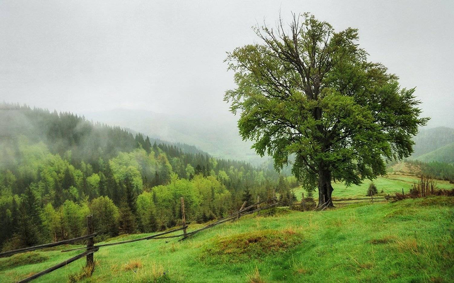 карпаты, дождь, утро, d80, Лопухов Сергей