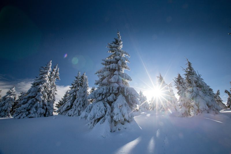winter,trees,sun,light,snow,frozen, The light фото превью