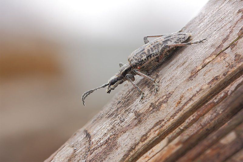 Рагий фото превью