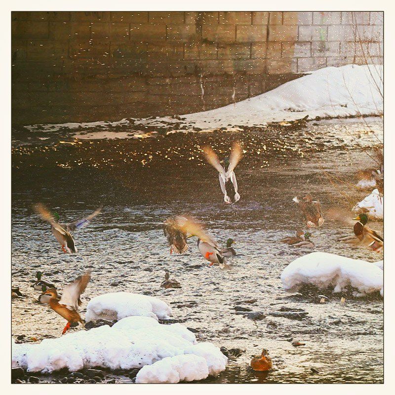 город, река, утки Утки в городе фото превью