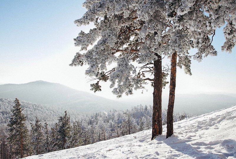 Снежная красавица фото превью