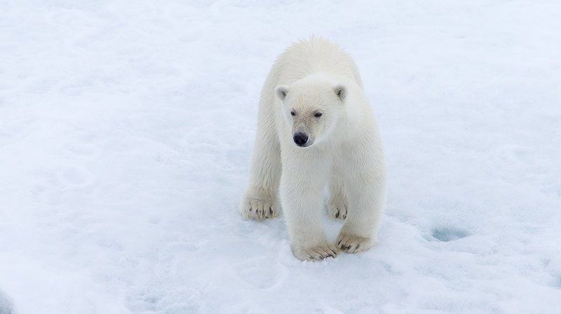 фотографандреевандрей, северныйполюс, northpole, арктика, arctic, ice, снег, лёд, круиз, expiditions, travel, белыймедведь, медведь, polarbear, животное, natgeowild  фото превью