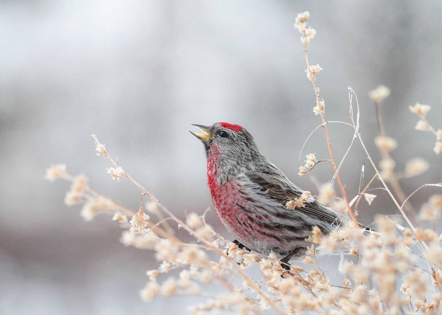 птицы, чечетка, самец чечетки, якутия, Евгения Левина