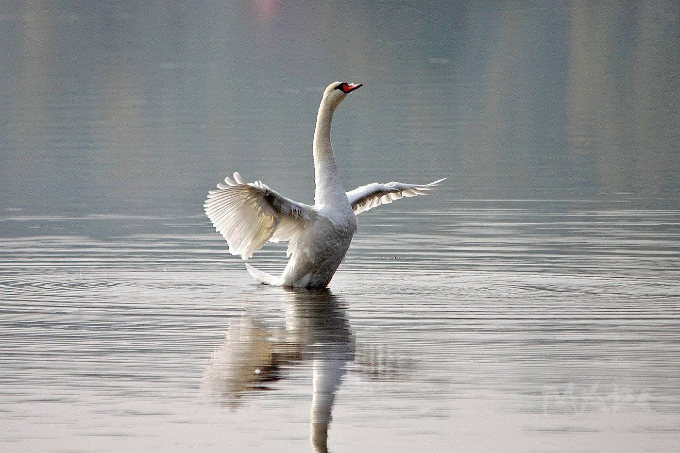 животные птицы лебедт утро лето озеро, Шангареев Марс