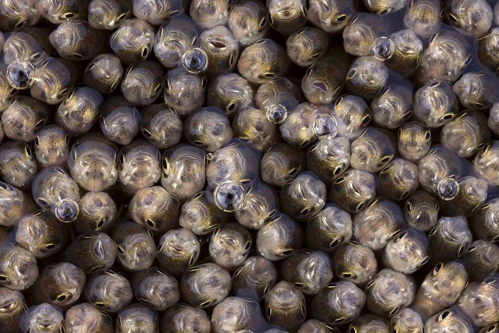 , Иваненко Светлана