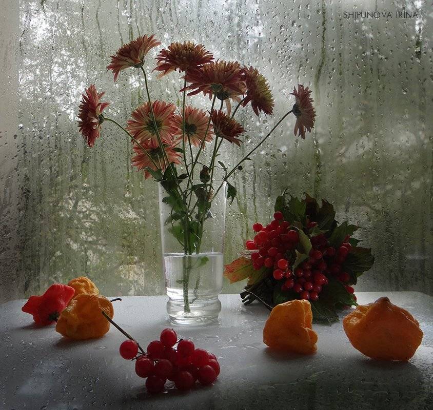 осень астры перец хабанера калина мокрое стекло, Шипунова Ирина