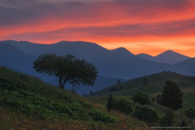 пейзаж, горы, природа, лес, небо, путешествия, красивый, лето, зеленый, украина, трава, дерево, фон, парк, естественный, луг, гора, сезон, красота, цвет, солнце, свет, свежий, карпатский, идиллический, карпаты, карпатские, синий, туризм, вид, холм, время, Карпаты. Дземброня. Закатное небо у горы Косарище фото превью