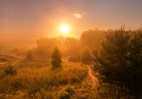 Утренний мед