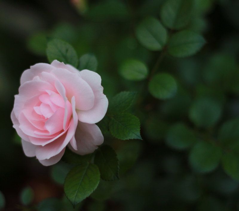 *** фото превью