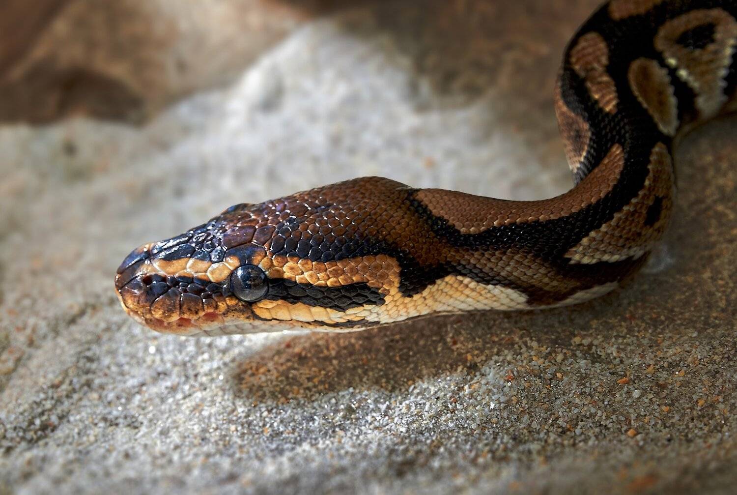 , Олег Богданов