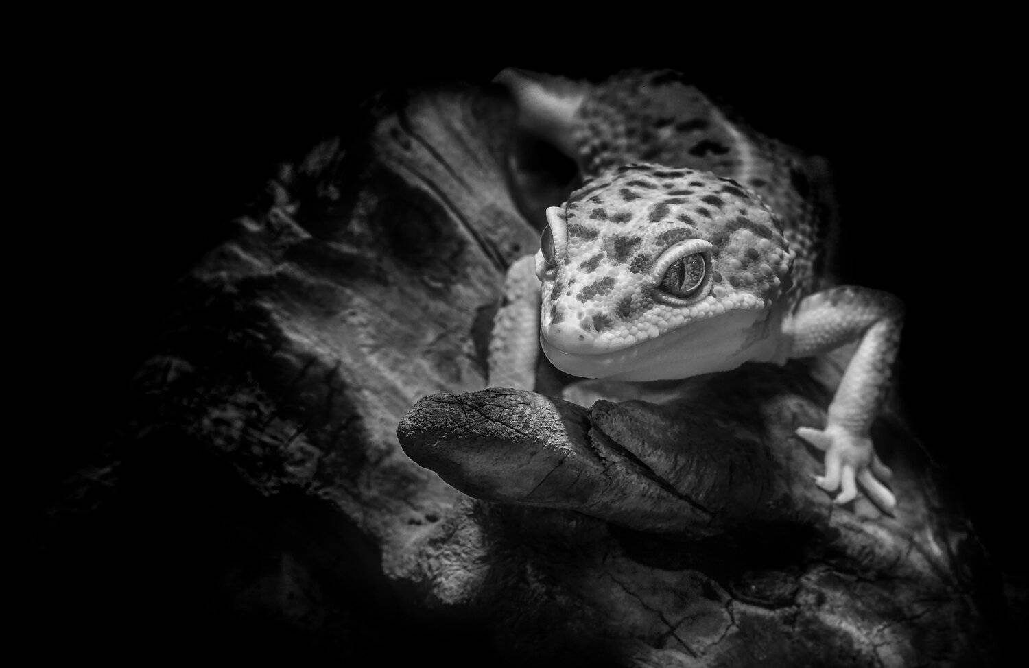 , Олег Богданов