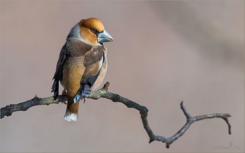 птицы, природа, coccothraustes coccothraustes, дубонос, самец, весна, март, 2016, москва, куркино Дубонос фото превью