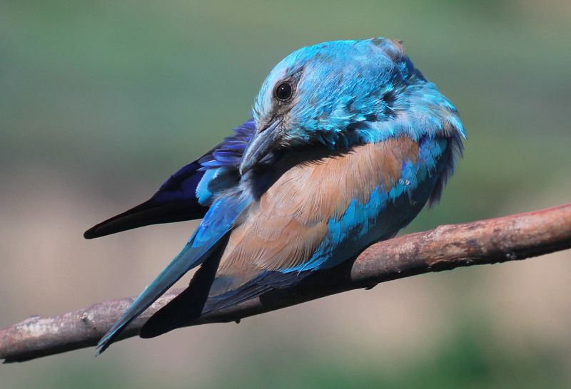 Обыкновенная сизоворонка.(лат. Coracias garrulus) фото превью