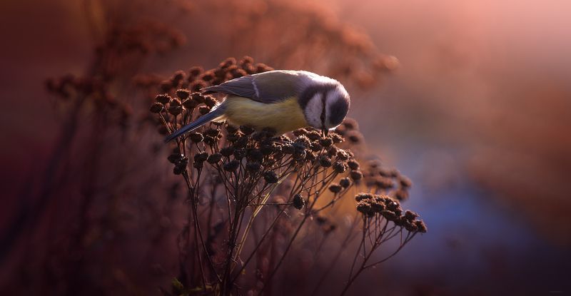Осенний рассвет фото превью