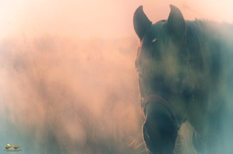 лошадь, hotse, mist, туман Horse in the mist  фото превью
