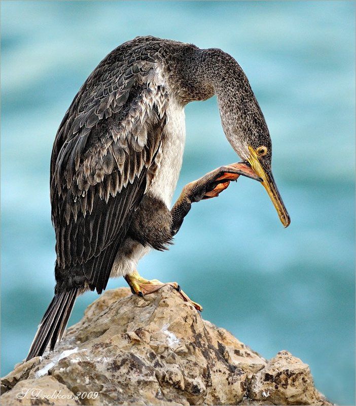 Мыслитель фото превью