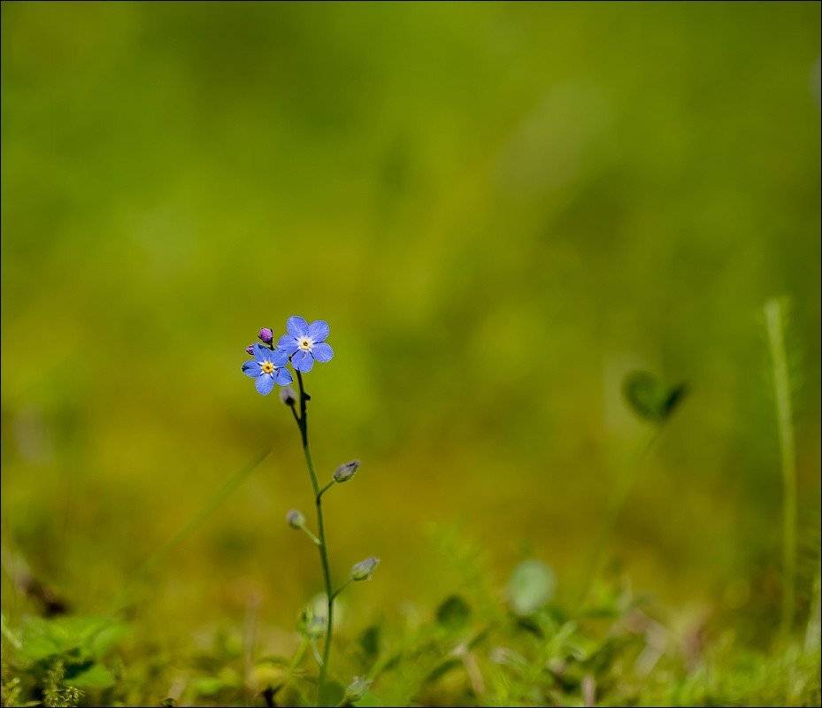 , Бурлов Андрей
