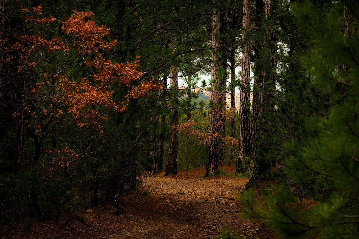 , Яэль (Юлия Ситохова)