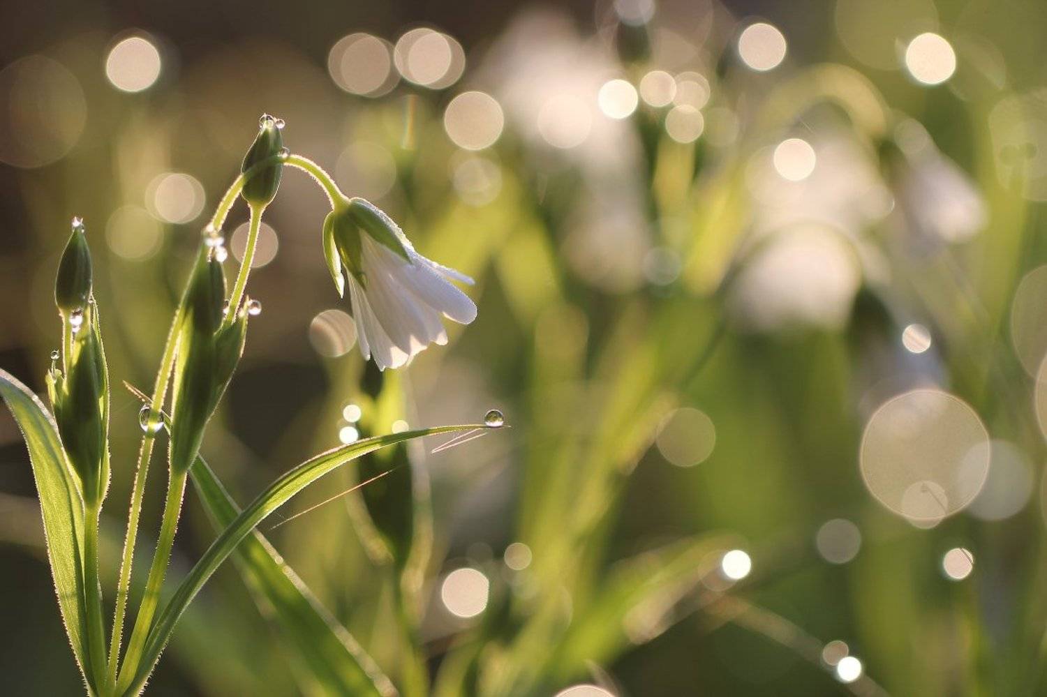 , Андрей Дитковский