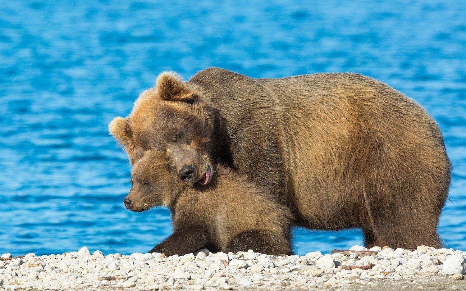 Медведь, Камчатка, Власов Егор