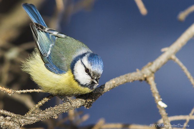 Синицы фото превью