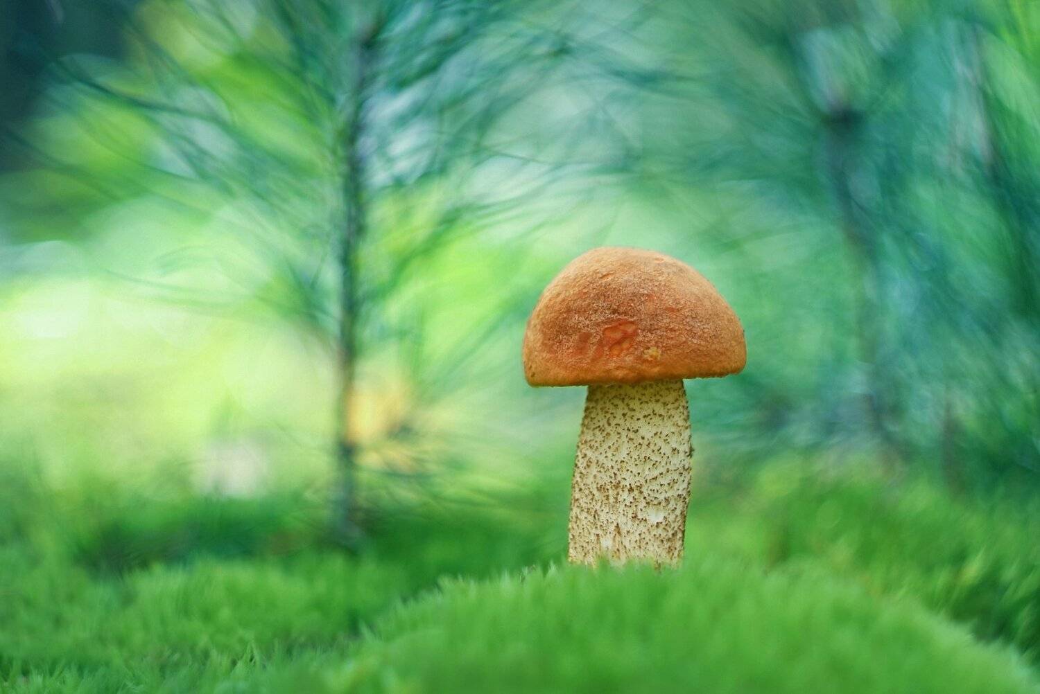 грибы, природа, гелиос, Александр Гвоздь