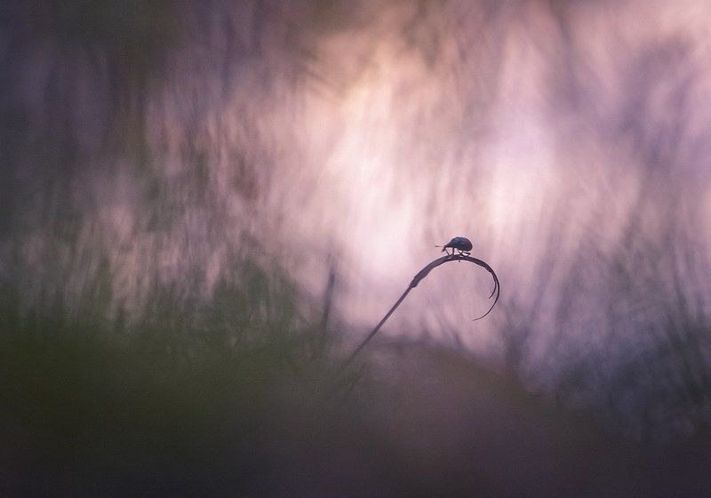 Ежик в тумане фото превью