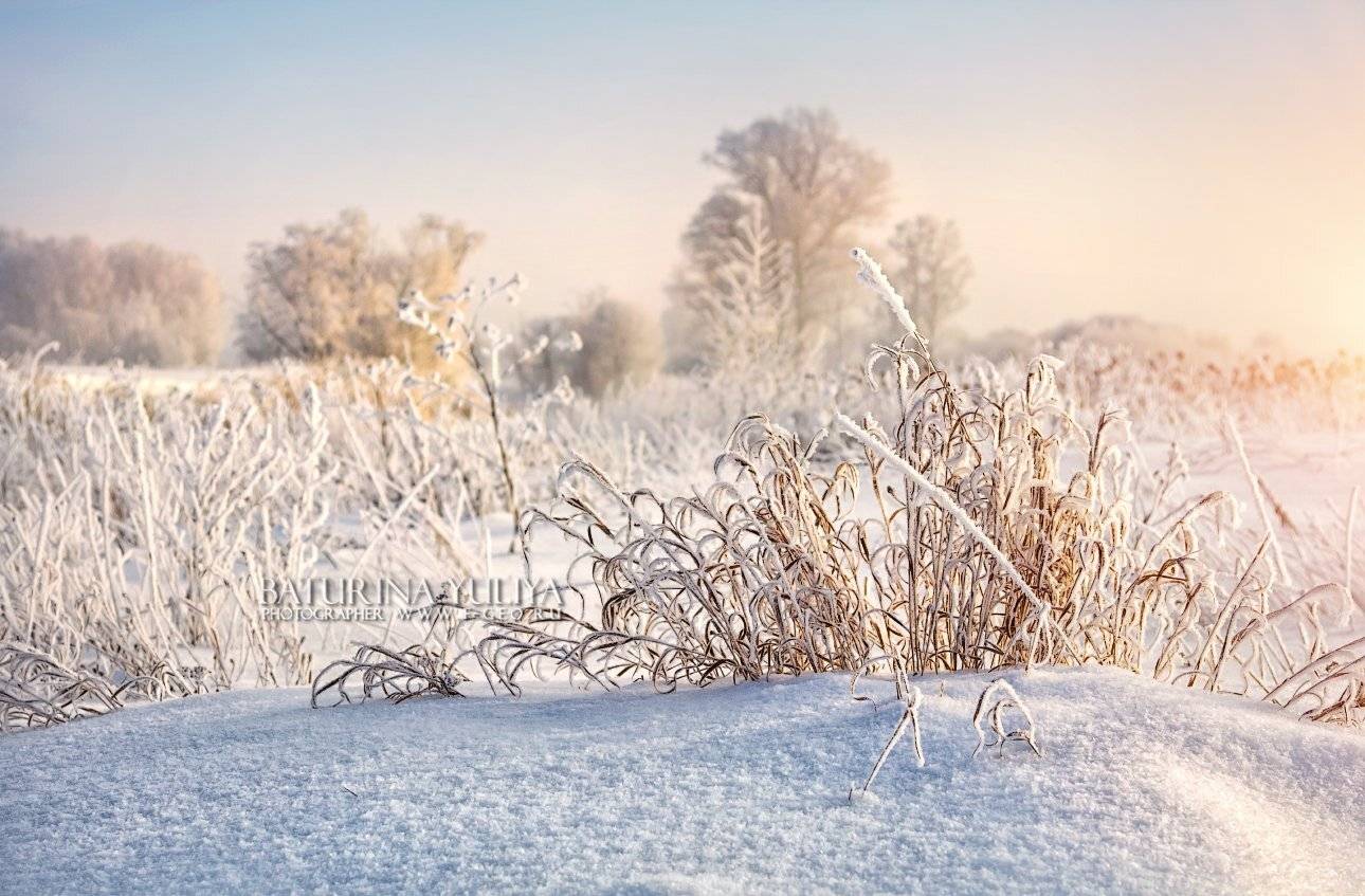 снег, иней, мороз, поле, лес, трава, кудрявый, Юлия Батурина