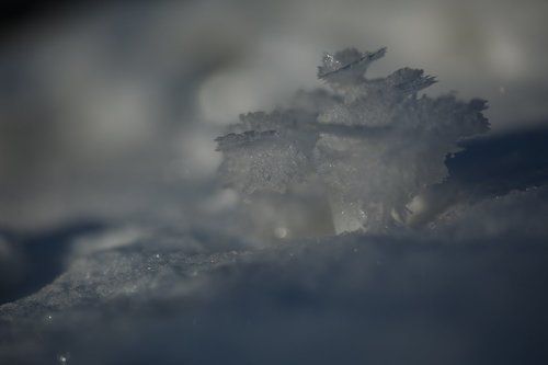 Зимние цветы