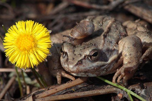 посмотри какой цветок