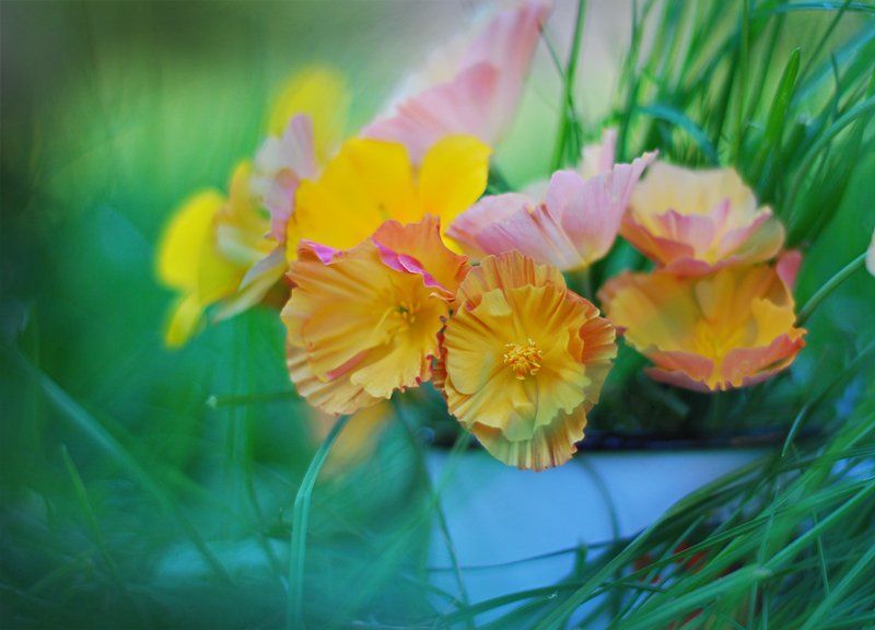 *** фото превью