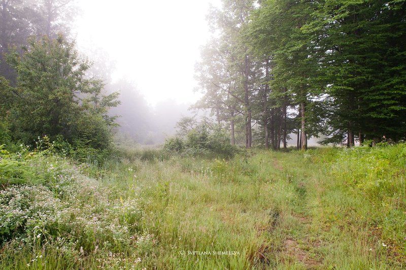 Тропинка в лето фото превью