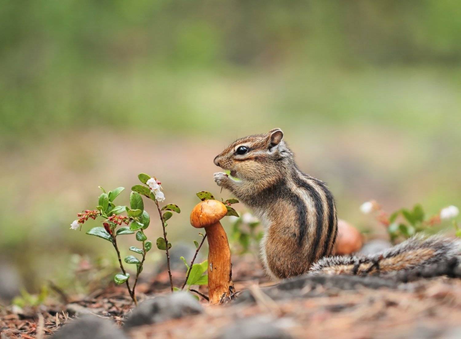 , Евгения Левина