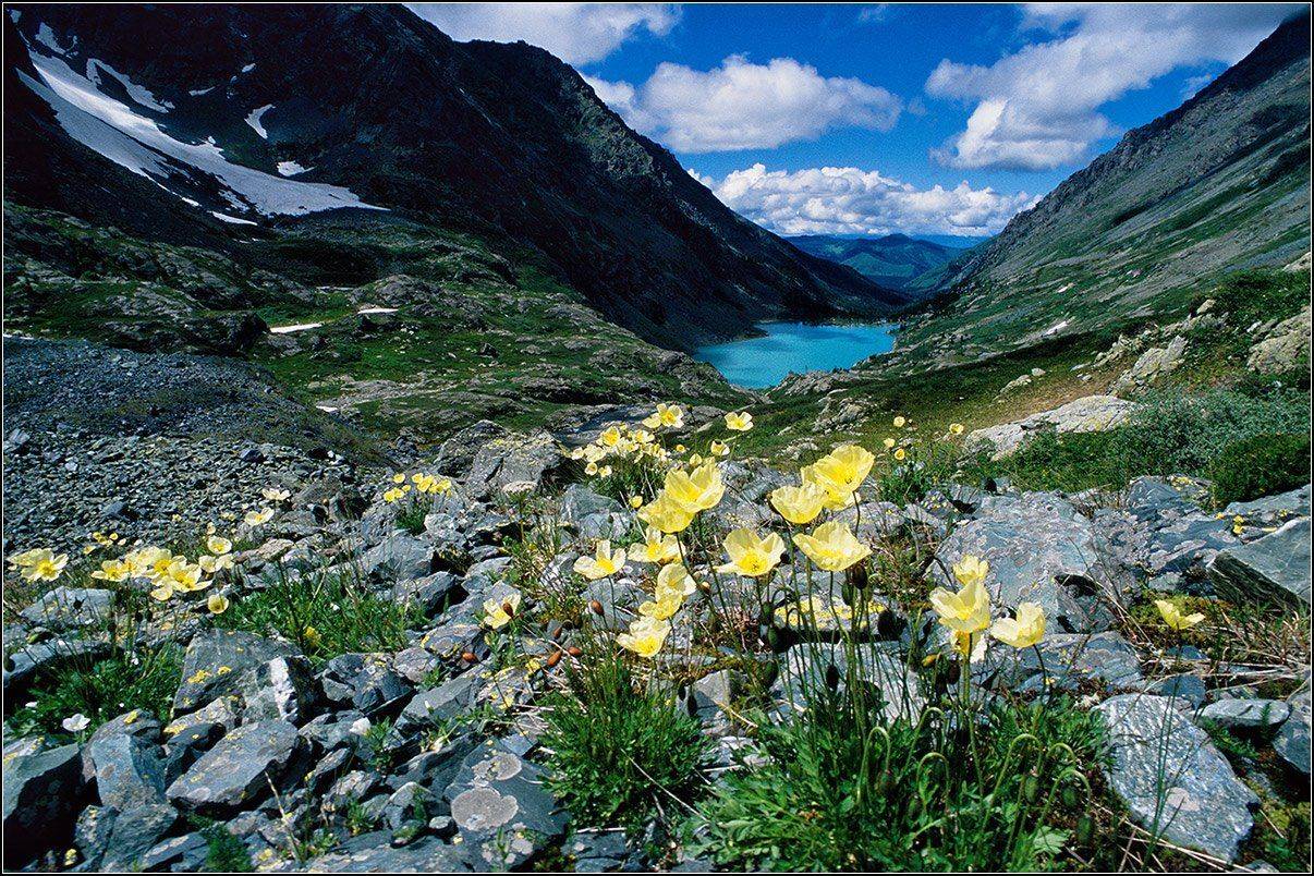 алтай, катунский хр., оз.куйгук, цветы, АНАТОЛИЙ ДОВЫДЕНКО