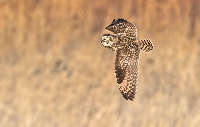 Short-eared Owl